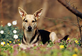 DOG 14 SS0010 01
Ibizan Hound Mix Laying On  Flowers