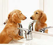 DOG 14 YT0002 01
Close-Up Of Dachshund Standing In Sink Looking In Mirror