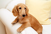 DOG 14 YT0004 01
Dachshund Sitting On Arm Of Couch