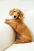 DOG 14 YT0005 01
Dachshund Sitting On Arm Of White Couch