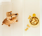 DOG 14 YT0008 01
Dachshund Standing On Stairs By Bowl Of Dog Biscuits