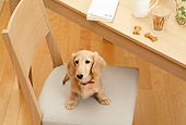 DOG 14 YT0009 01
Dachshund Sitting On Chair By Table