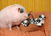 DOG 15 RC0001 01
Pig Sitting With Four Shih Tzu Puppies In Basket On Couch Studio