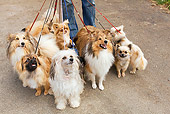 DOG 17 JE0002 01
Group Of Dogs On Leashes