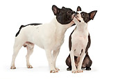 DOG 17 JE0003 01
French Bulldog Kissing Boston Terrier On White Seamless