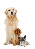 DOG 17 JE0009 01
Golden Retriever, Cavalier King Charles Spaniel And Chihuahua On White Seamless