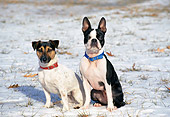 DOG 17 JN0001 01
Jack Russell Terrier And Boston Terrier Sitting On Snow