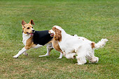 DOG 17 JS0001 01
Beagle And English Cocker Spaniel Playing On Grass Field