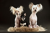 DOG 17 MQ0010 01
Two Chinese Crested Dogs And Chihuahua Sitting On Fur Rug In Studio