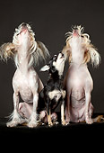 DOG 17 MQ0011 01
Two Chinese Crested Dogs And Chihuahua Howling In Studio
