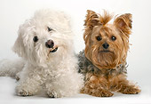 DOG 17 MR0003 01
Bichon Frise And Yorkshire Terrier Laying On White Seamless