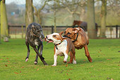 DOG 17 NR0001 01
Lurcher, English Bull Terrier, And Rhodesian Ridgeback Running On Grass Playing With Toy