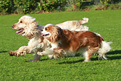 DOG 17 NR0002 01
English Cocker Spaniel And Cavalier King Charles Spaniel Running On Grass