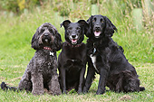 DOG 17 NR0003 01
Three Mixed Breed Dogs Sitting On Grass