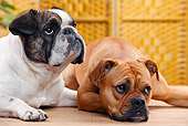 DOG 17 PE0002 01
Close-Up Of English Bulldog And English And French Bulldog Mix Laying On Floor