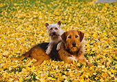 DOG 17 RK0050 01
Cairn Terrier Laying On Top Of Mixed Breed On Grass With Yellow Leaves