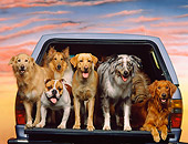 DOG 17 RK0097 16
Group of Dogs Standing Together In Back Of Truck Sunset Background