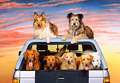 DOG 17 RK0098 04
Group of Dogs Sitting In Truck Sunset Background