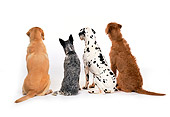 DOG 17 RK0104 09
Golden Lab, Australian Cattle Dog, Dalmatian And Mixed Breed Sitting With Back Turned White Seamless