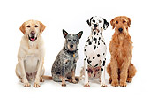 DOG 17 RK0107 09
Golden Lab, Australian Cattle Dog, Dalmatian And Mixed Breed On White Seamless Facing Camera