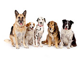 DOG 17 RK0112 15
A Group Of Dogs Sitting And Facing Camera On White Seamless
