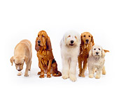 DOG 17 RK0113 08
A Group Of Dogs Sitting And Standing On White Seamless Facing Camera