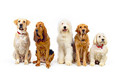 DOG 17 RK0116 08
Group of Dogs Sitting On White Seamless