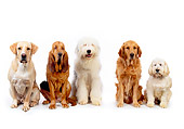 DOG 17 RK0116 14
Group of Dogs Sitting On White Seamless