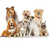 DOG 17 RK0521 01
A Group Of Dogs Sitting On White Seamless Studio