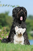 DOG 17 SS0001 01
Briard And West Highland Terrier Sitting On Grass