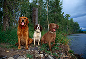 DOG 17 DB0001 01
Golden Retriever English Springer Spaniel And Chesapeake Bay Retriever By Lake And Trees