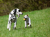 DOG 17 KH0001 01
Dalmation And Parson Russell Terrier Playing With Ball In Field