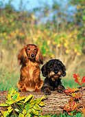 DOG 17 KH0002 01
Longhaired Dachshund And Wirehaired Dachshund Standing Up On Log With Leaves