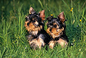 DOG 17 KH0005 01
Two Yorkshire Terriers Sitting In Field