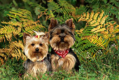 DOG 17 KH0006 01
Two Yorkshire Terriers Sitting In Front Of Ferns In Grass