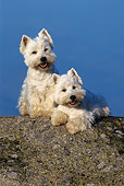 DOG 17 KH0007 01
Two West Highland Terriers Sitting And Laying On Rock