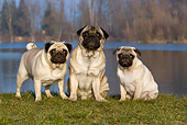DOG 17 KH0008 01
Three Pugs Sitting And Standing On Grass By Water