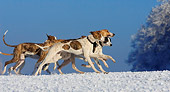 DOG 17 KH0012 01
Magyar Agars Running On Snow
