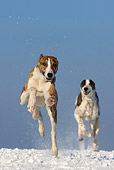DOG 17 KH0013 01
Two Magyar Agars Running On Snow