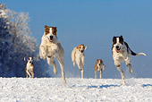 DOG 17 KH0014 01
Five Magyar Agars Running On Snow