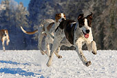 DOG 17 KH0015 01
Magyar Agars Running On Snow