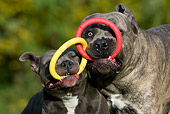 DOG 17 KH0016 01
American Staffordshire Terrier And Cane Corso Playing With Ring Toy