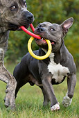 DOG 17 KH0017 01
American Staffordshire Terrier And Cane Corso Playing With Ring Toy In Field