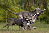 DOG 17 KH0018 01
American Staffordshire Terrier And Cane Corso Carrying Stick In Field