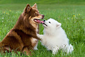 DOG 17 KH0019 01
Finnish Lapphund And Samoyed Kissing In Field