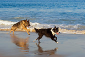 DOG 17 KH0021 01
German Shepherd And Border Collie Running On Beach