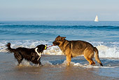 DOG 17 KH0024 01
German Shepherd And Border Collie Playing With Toy On Beach