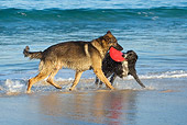 DOG 17 KH0025 01
German Shepherd And Border Collie Playing With Frisbee On Beach