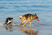 DOG 17 KH0026 01
German Shepherd And Border Collie Playing With Frisbee On Beach