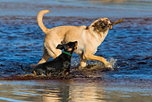 DOG 17 KH0027 01
Yellow Labrador Retriever And Shorthair Dachshund Playing In Surf At Beach